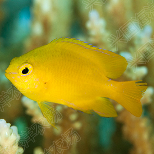 黄魔柠檬雀黄海水活体宠物观赏鱼小型雀雕小丑鱼鱼