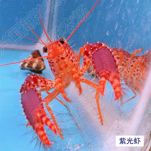 红光海水活体虾类紫光火焰虾鳌快递包活兴国虾