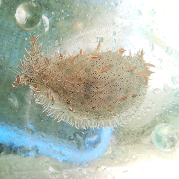 食藻海活体特价海水鱼缸低等藻红泥食藻海海兔鱼