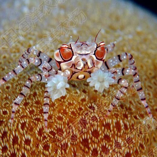 拳击花纹细鳌拳师海水活体螃蟹爬宠快递发货蟹