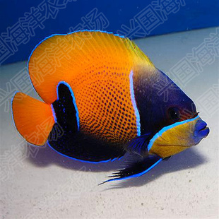 马鞍神仙 活体海水鱼 大型神仙鱼皇后神仙海缸观赏宠物鱼快递包活