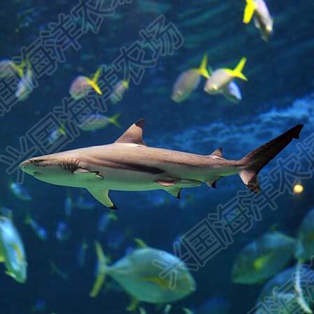 黑鳍鲨 白鳍鲨柠檬鲨海水鱼观赏鱼 真鲨鱼活体机场提货运输包活