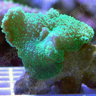 浅绿象耳海水珊瑚海葵活体香菇木耳兴国海洋农场快递包活其它水族宠物