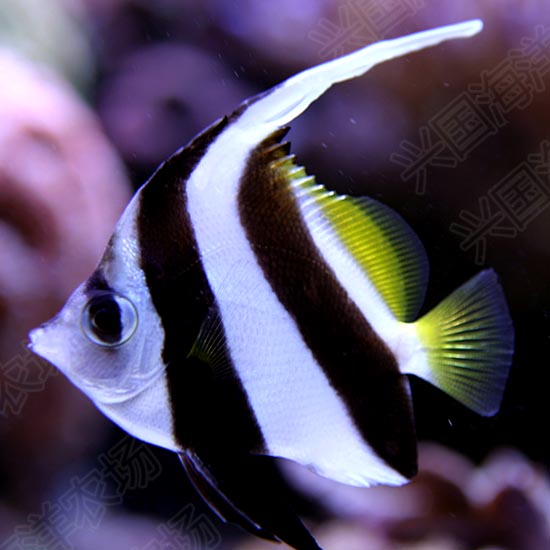 黑白刀鱼海水活体观赏宠物鱼神仙鱼长鳍关刀鱼