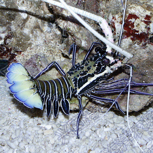 长须蓝龙虾白须l绿龙虾活体海水鱼青脚虾花龙虾快递包活兴国