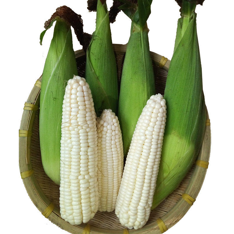 玉米广西农家珍珠白糯新鲜玉米棒现摘发粘黏糯新鲜玉米