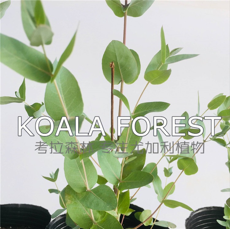 尤加利银盒桉盆栽植物尤加利苗银盒桉尤加利盆栽 欧美图片