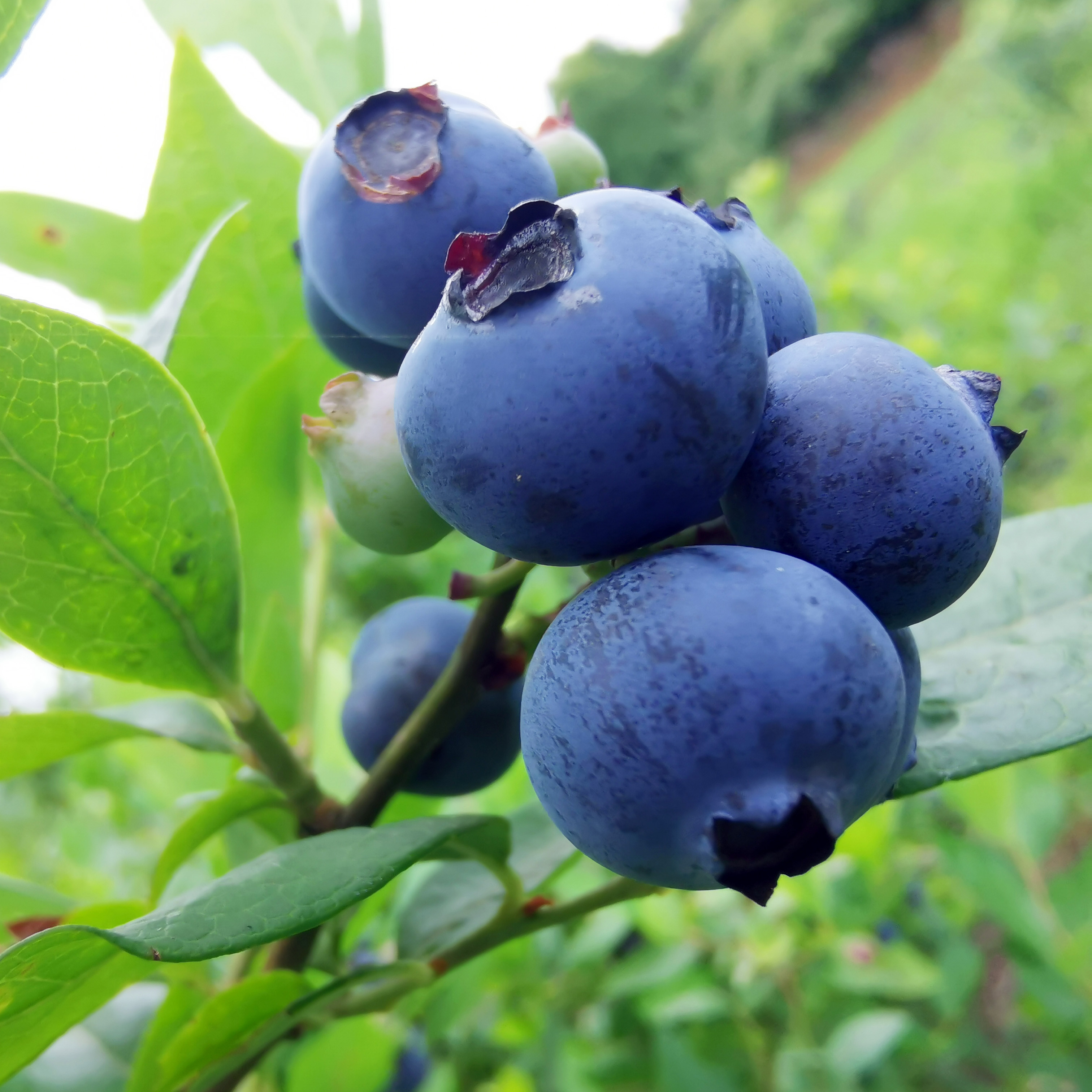 蓝莓贵州麻江鲜果露天山地4盒1斤新鲜当季蓝莓