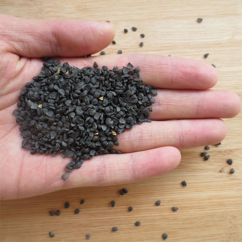 【买2送1】 农家野生韭子天然韭菜籽生韭菜子500g 韭菜种籽非粉