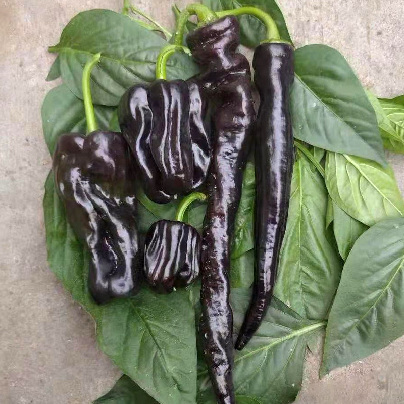 紫妃尖椒种子紫色辣椒种籽高产早熟牛角彩椒家庭园艺种子