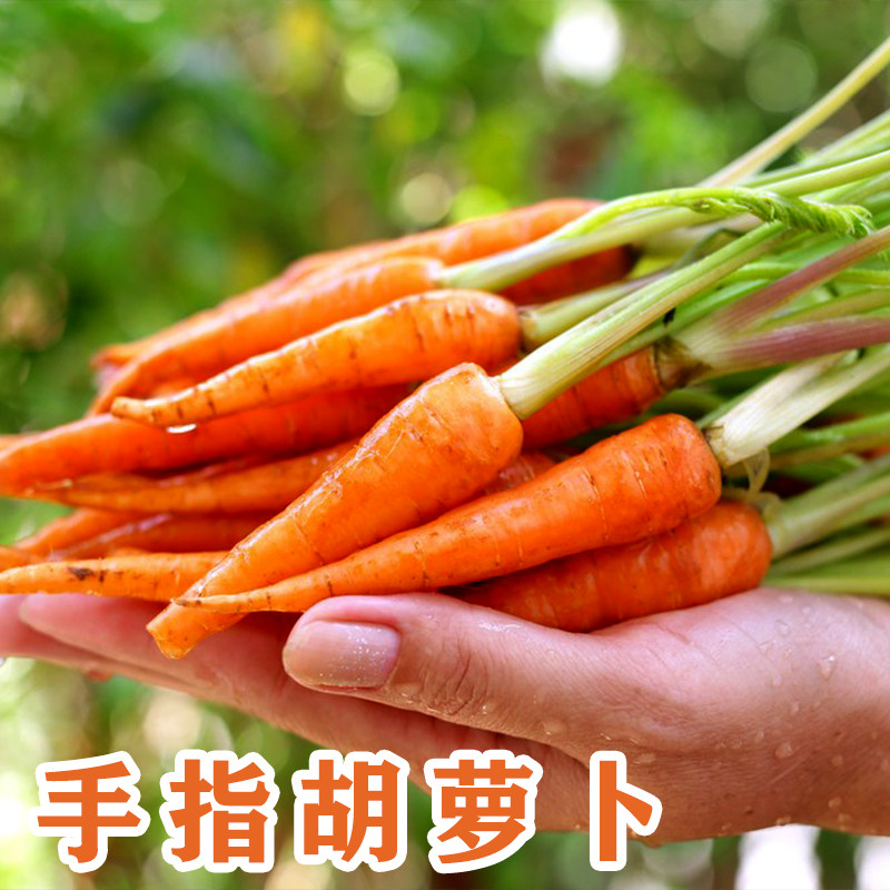 荷兰迷你手指胡萝卜种子拇指罗卜水果种籽四季家庭园艺种子