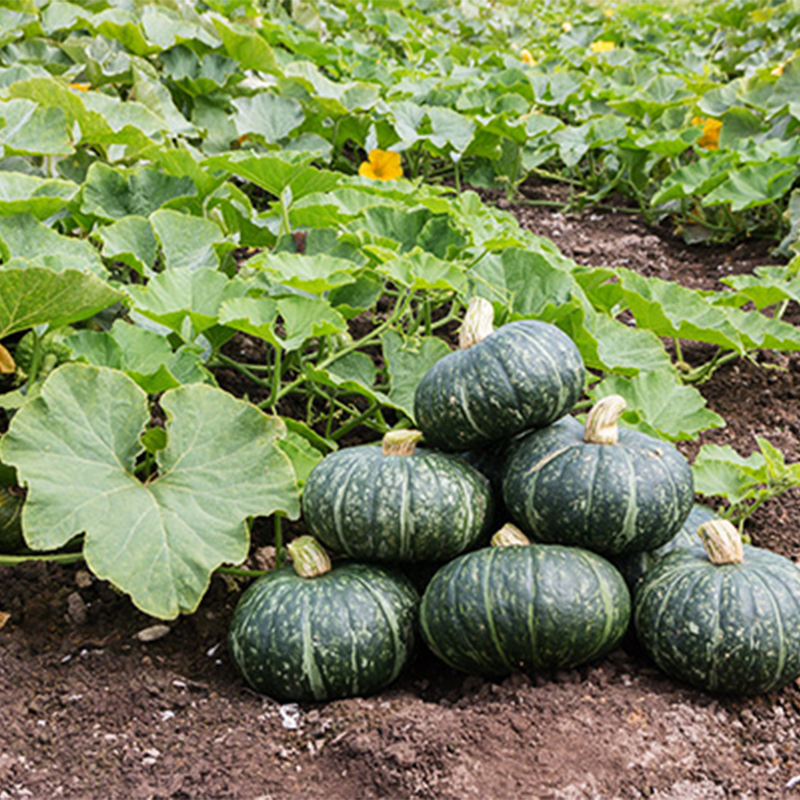 绿贝贝南瓜种子甘栗甜栗南瓜种籽日本粉糯蔬菜四季播菜籽种种孑