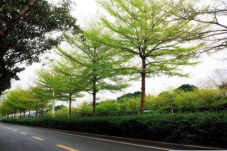 非洲小叶榄仁公园小区行道绿化庭院遮荫雨伞行道树