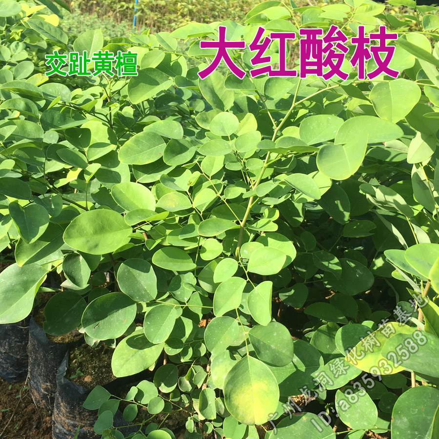 越南大红酸枝名贵红木树种酸枝珍稀树苗老挝交趾黄檀