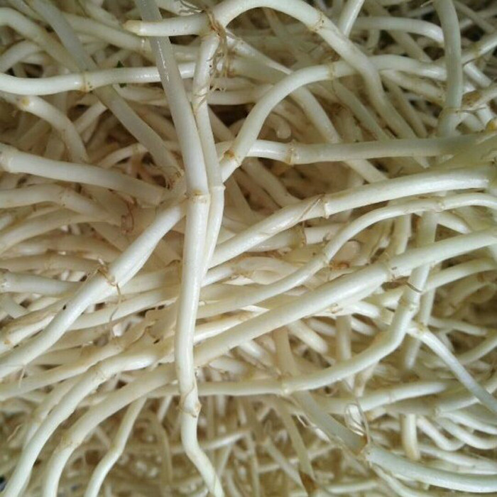 湖北之乡现挖新鲜根折耳根装鱼腥草