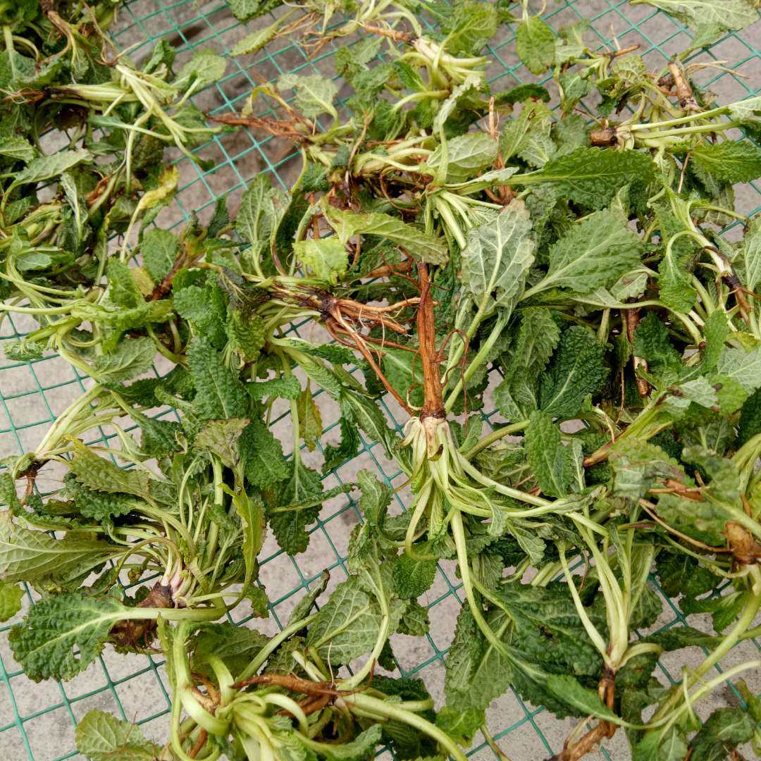 现货晒干蛤蟆皮草整棵干荔枝草 癞蛤蟆草蟾蜍草青蛙草雪见草500克