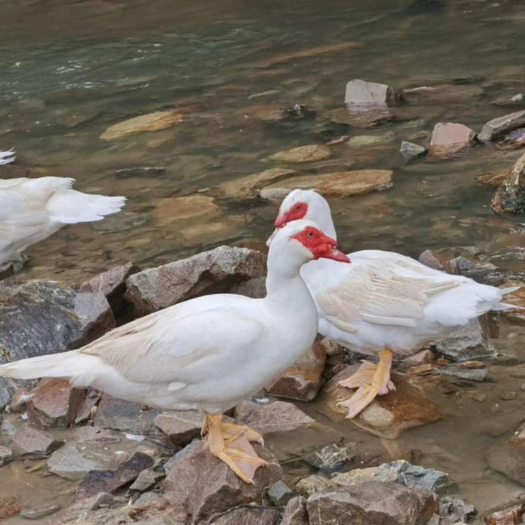 鸭子番鸭农家养正老鸭谷物红脸鸭肉红头鸭全鸭肉