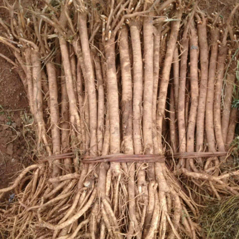 甘肃武都新鲜黄芪正北芪无硫湿黄芪非野生生黄芪绵芪每周发货一次