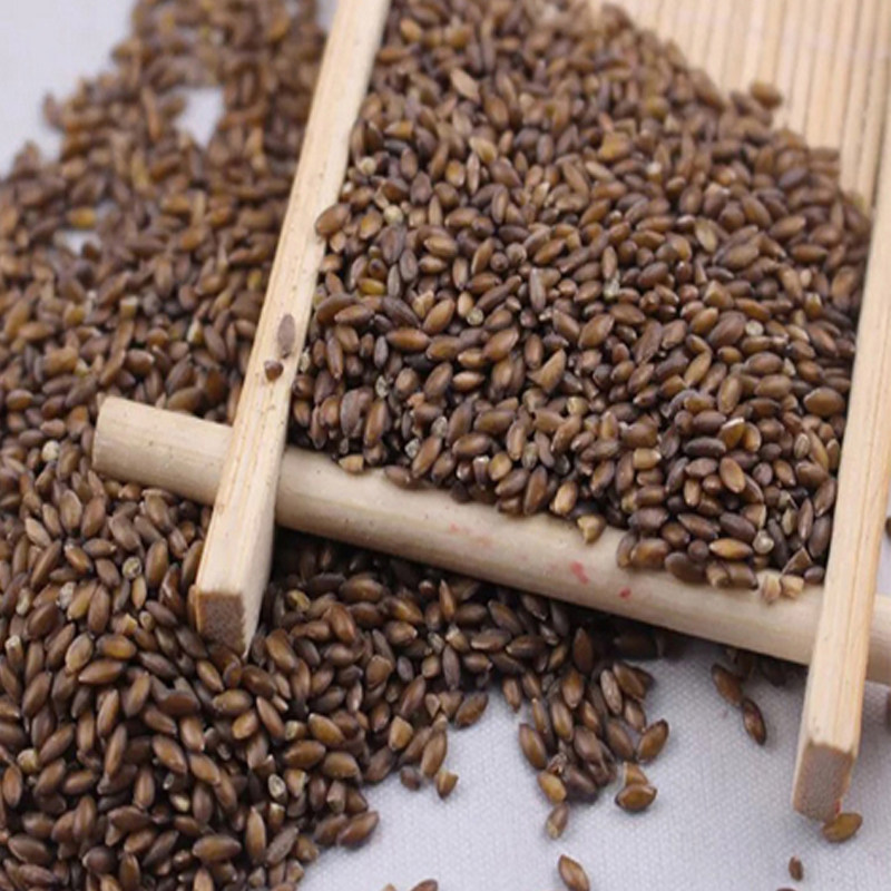 黑金谷米5斤血燕麦野生秦岭陕西正宗黑金谷功效五谷杂粮粥素食粥