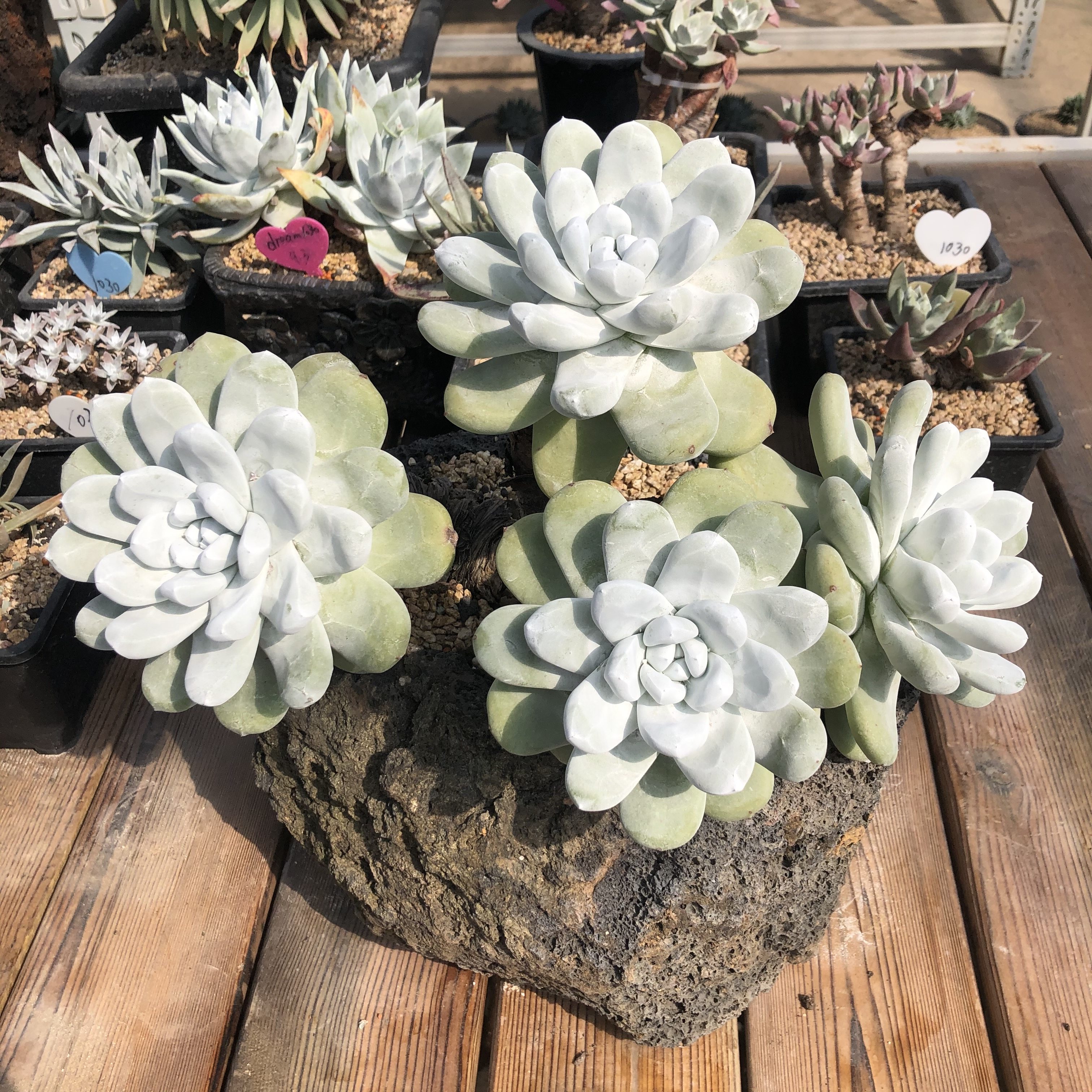 仙女刘家野生拇指帕奇飞图墨西哥韩国进口老桩多肉植物