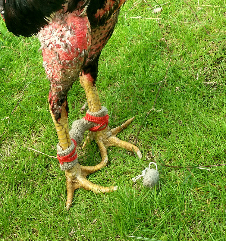 斗鸡训练用品活体越南泰斗真皮嘴套拐脚套护具其它宠物用具