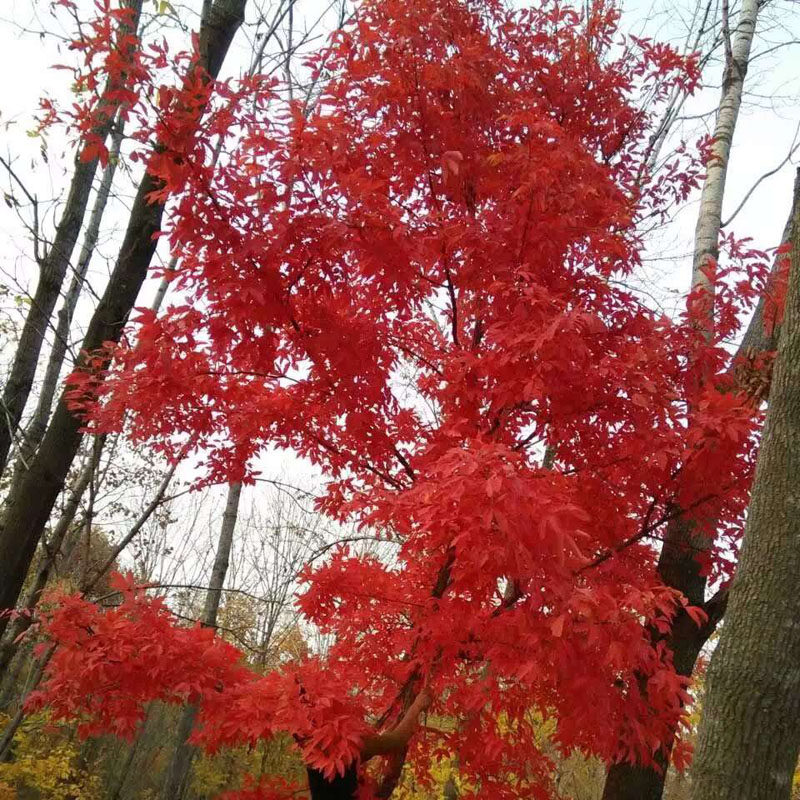 树苗东北红枫苗拧筋槭耐寒绿化庭院景观苗大观叶