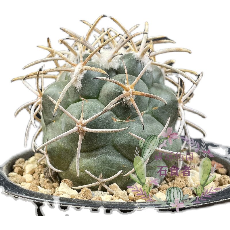 妍远仙园祥冠强刺顶花球实生进口稀有仙人精品多肉植物