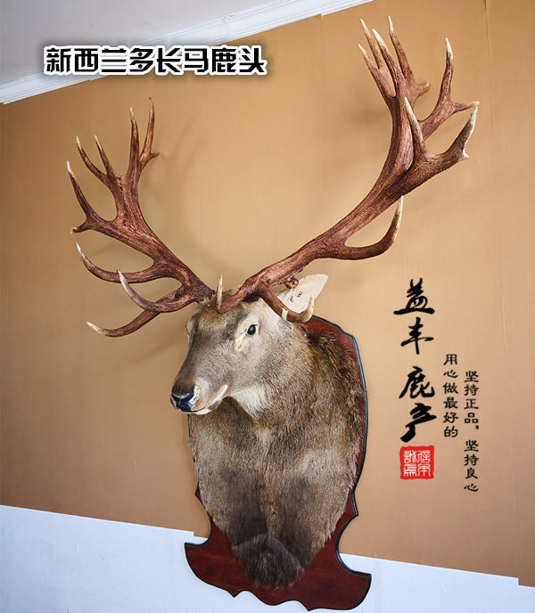 欧式壁挂马鹿头家居装饰客厅装饰品鹿头壁挂鹿标本铺板新西兰马鹿