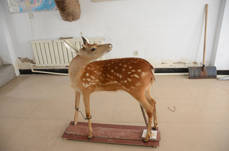 标本益丰参茸梅花鹿真皮真角站立式店面招牌大鹿摆件