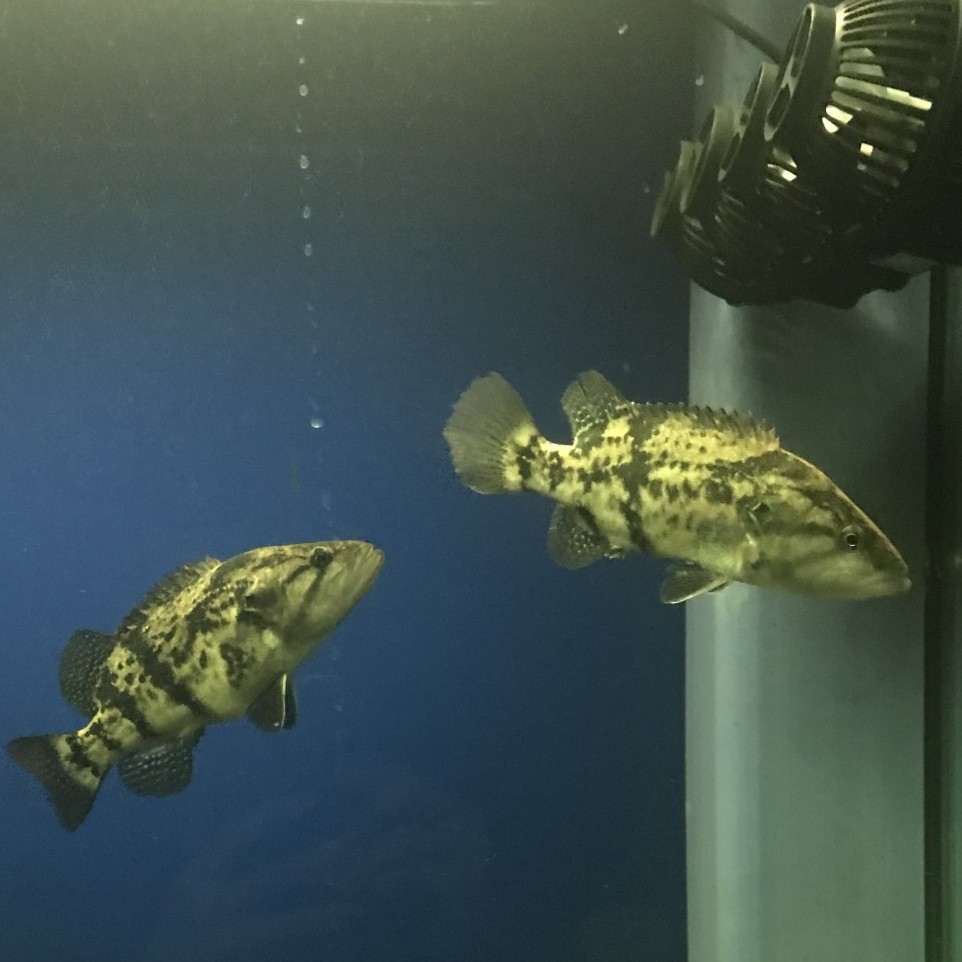 白头鳜鱼原生冷水鱼观赏鱼刘氏淡水活体凶猛桂花鱼