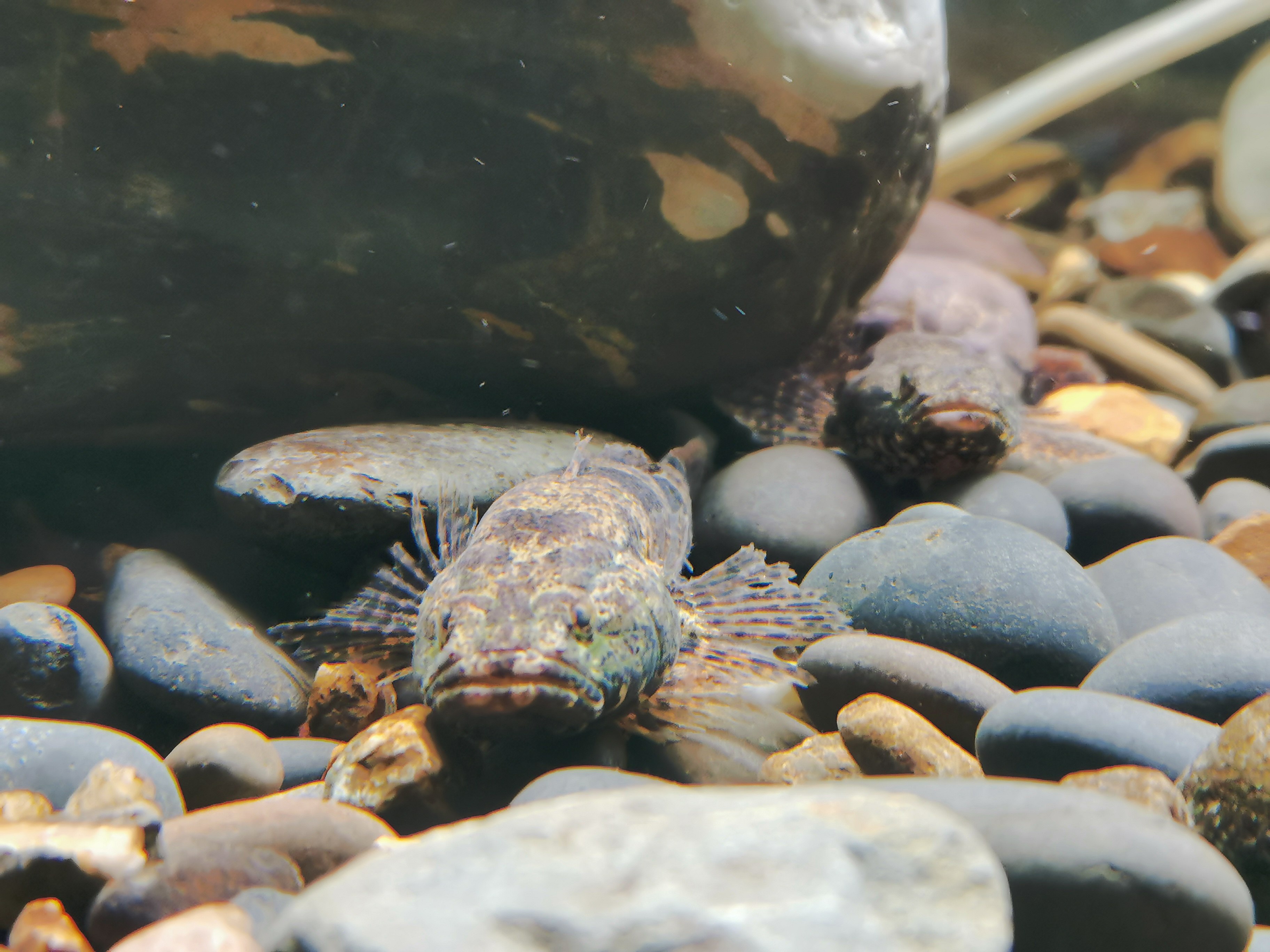 冷水鱼观赏鱼肉食性沙塘鳢呆子鱼土布原生鱼种鱼满鱼