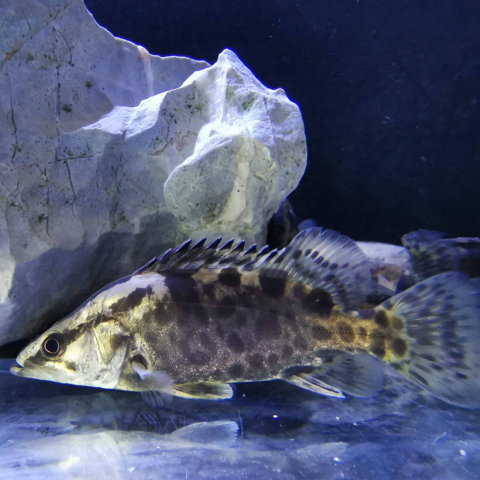 大眼活体鳜鱼鳜苗鱼苗凶猛猛鱼原生冷水观赏鱼鱼