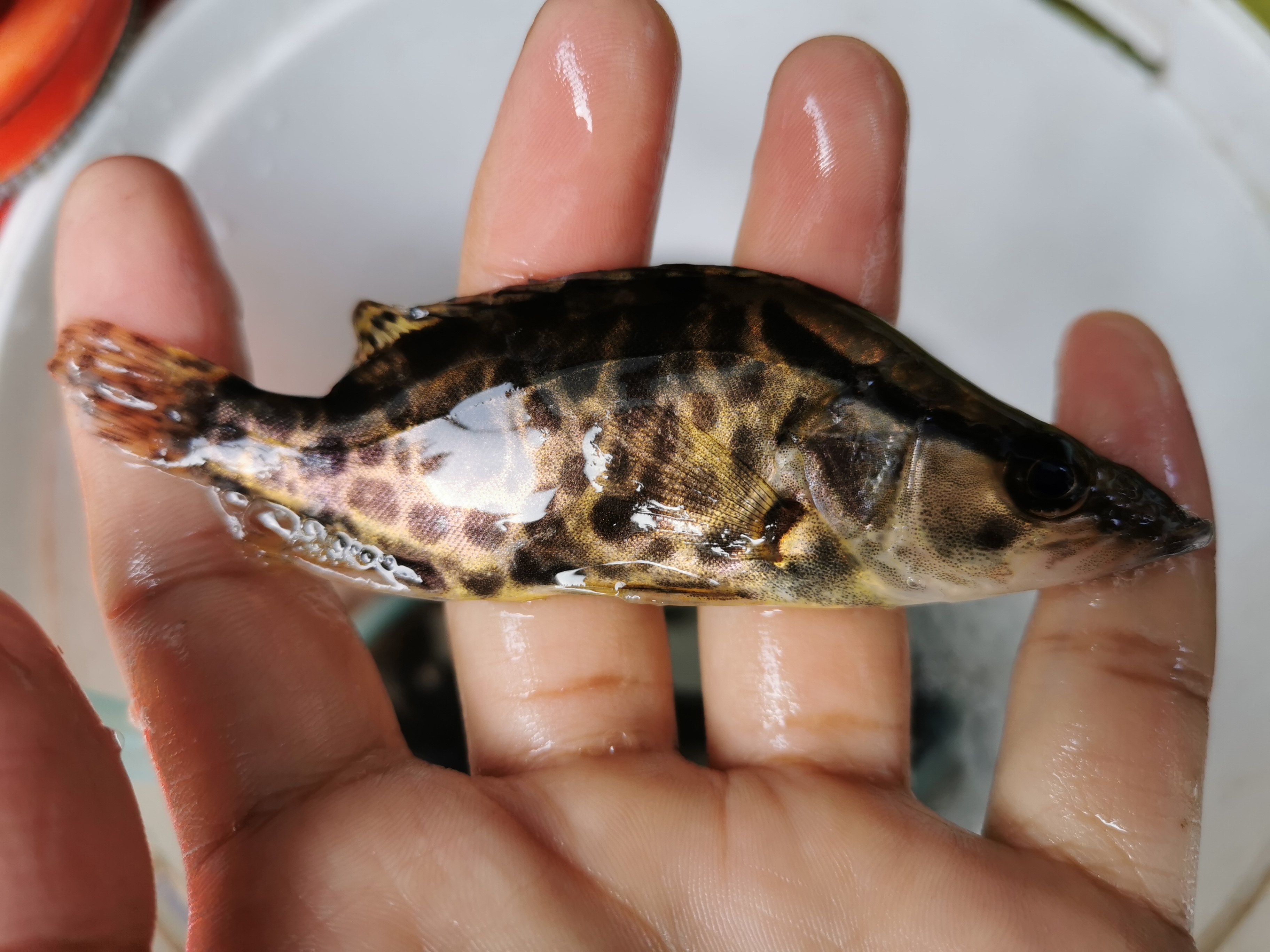 大眼活体鳜鱼鳜苗鱼苗凶猛猛鱼原生冷水观赏鱼鱼