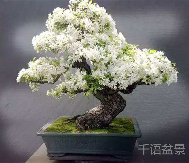 桜の语盆栽地栽紫丁香花苗树苗白丁香花树苗紫色丁香花盆栽盆景