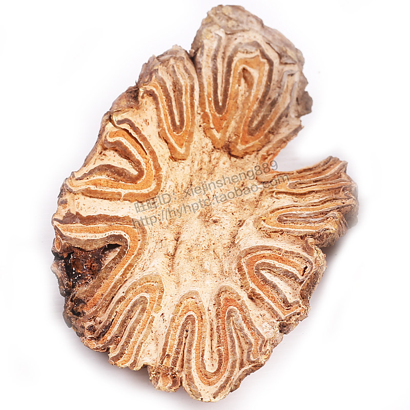 新货野生飞天擒罗煲汤料正宗山卡捞劳禽捞桫椤500克 2斤省内包邮