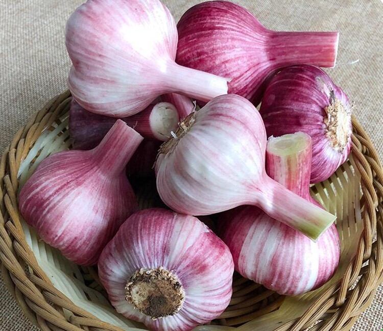 农户一挂辫子红干六瓣直供红皮紫皮林亭口大蒜大蒜