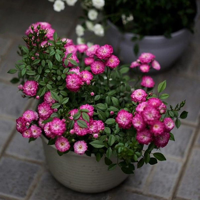 月季小花农日本紫红微月四季大花迷你盆栽花卉时令草本花卉