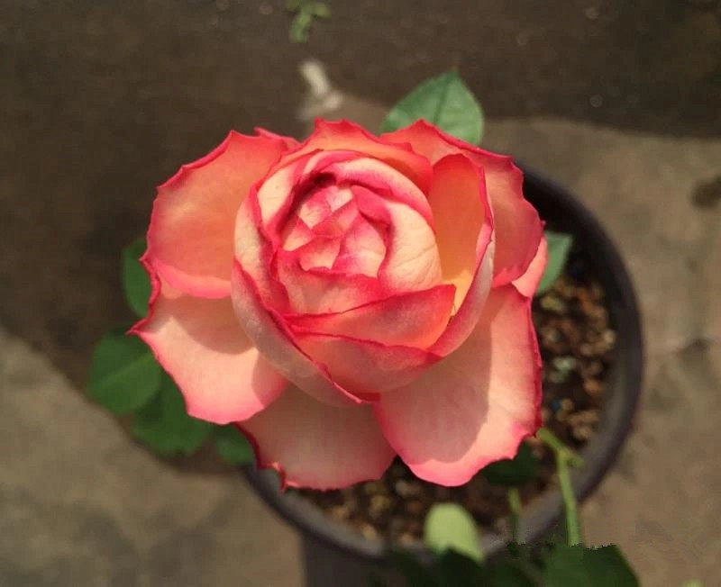 月季小花农伊芙古典香水大花多花浓香玫瑰盆栽时令草本花卉