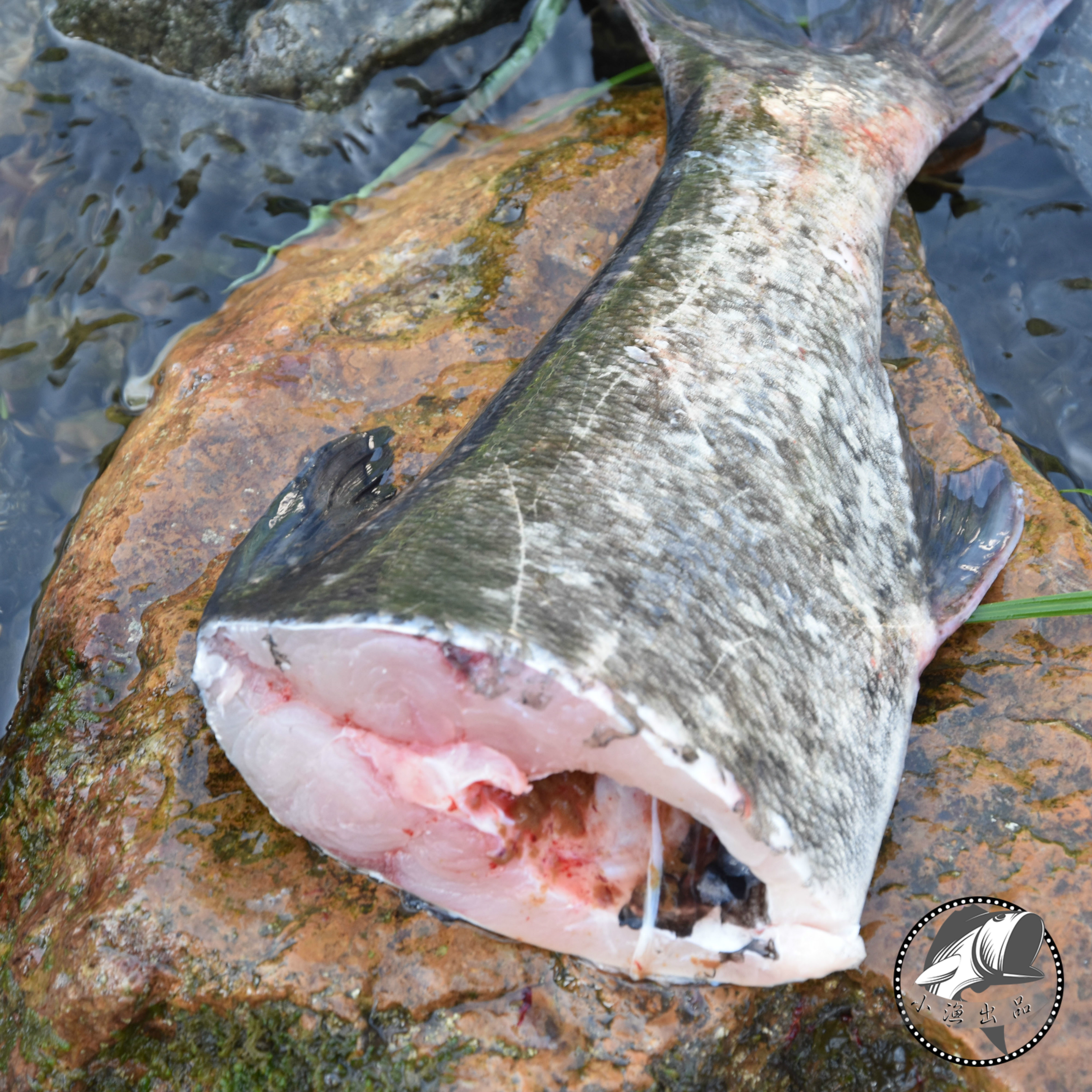 鱼尾胖头千岛湖有机野生大鱼鱼花鲜活大头淡水鱼类