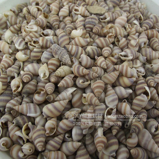 天然海螺 贝壳 小花米螺尖嘴小海螺 拍摄道具许愿瓶装饰 迷你海螺