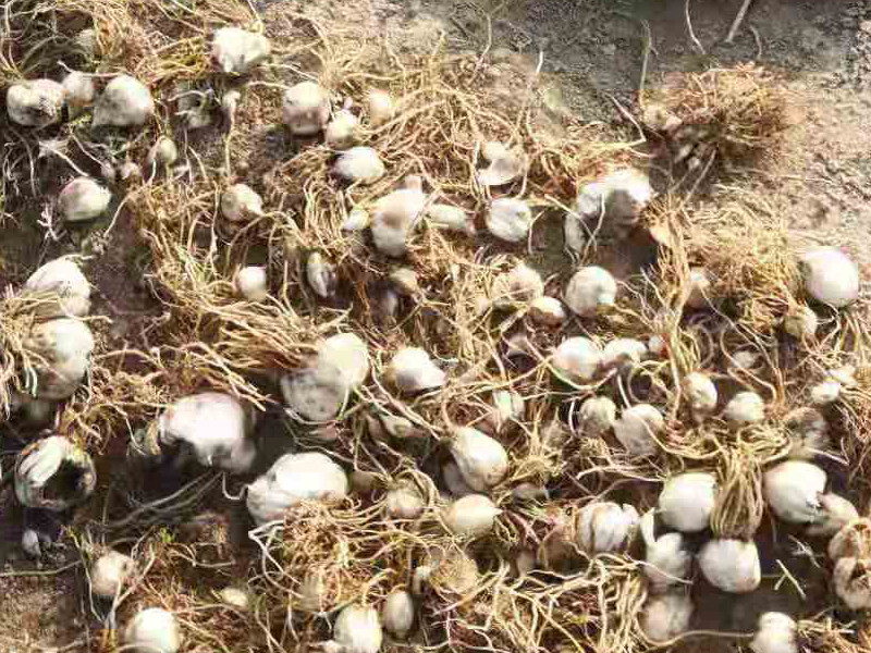 百合兰州食用种球苗种植苗带根种1斤500克自产新鲜百合