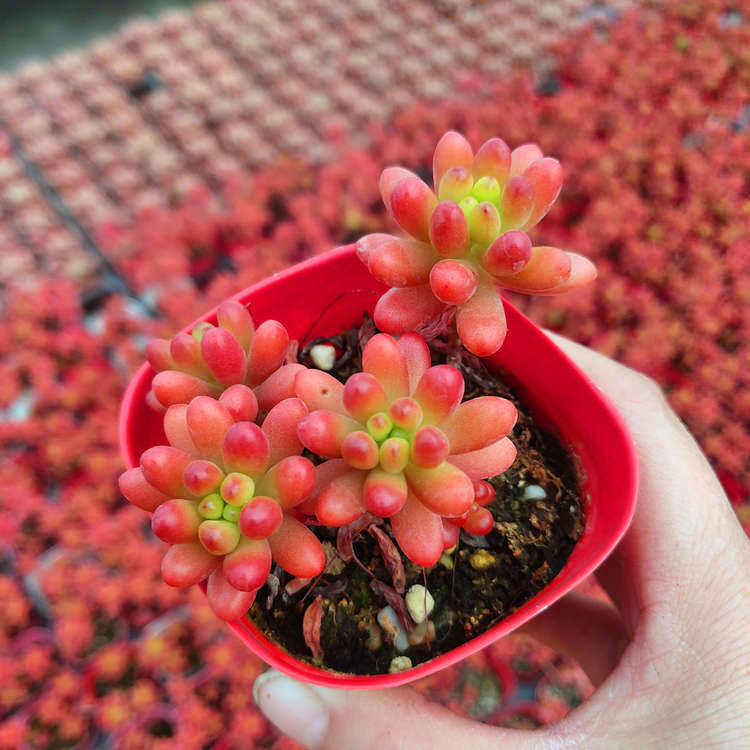 多肉植物红之玉 虹之玉控型精养小桩适合拇指盆养护花卉绿植盆栽