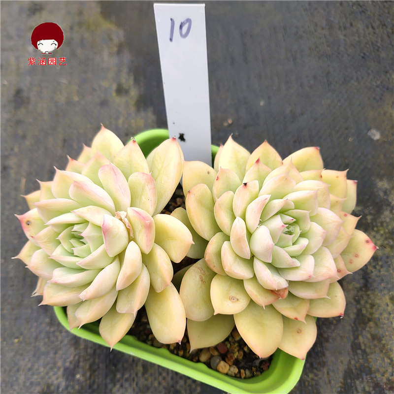 紫涵园艺月亮仙子老桩多肉一物一拍植物盆栽多肉植物