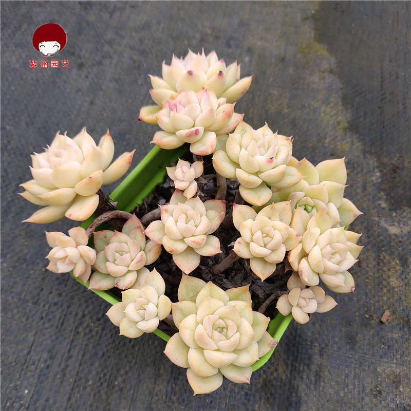 紫涵园艺月亮仙子老桩多肉一物一拍植物盆栽多肉植物