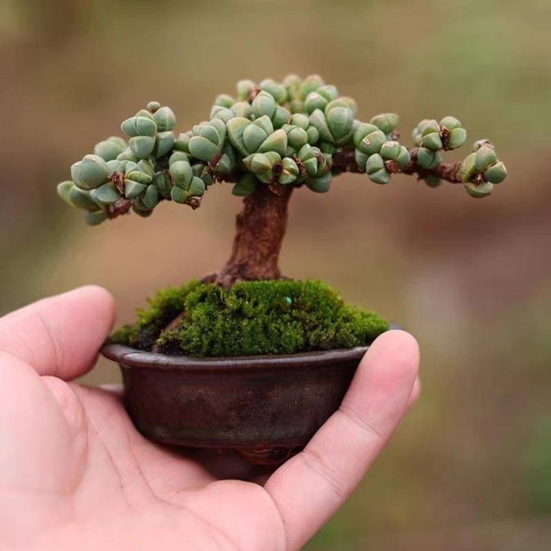 鹿角海棠多肉植物造型老桩办公桌盆栽绿植室内多肉植物