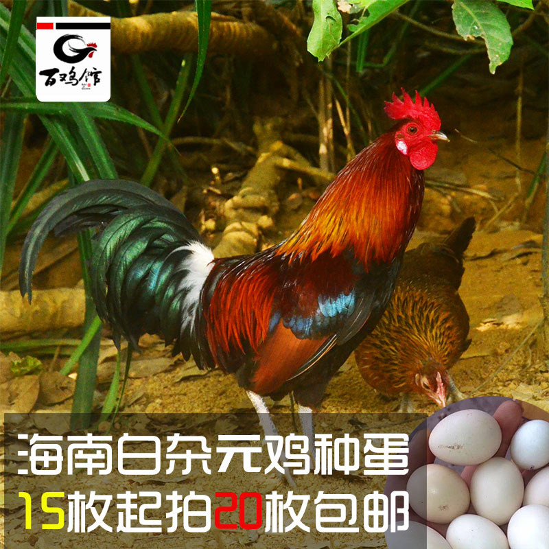 20枚包邮价茶花土鸡种蛋受精蛋纯种原种鸡云南海南白耳土鸡蛋可孵