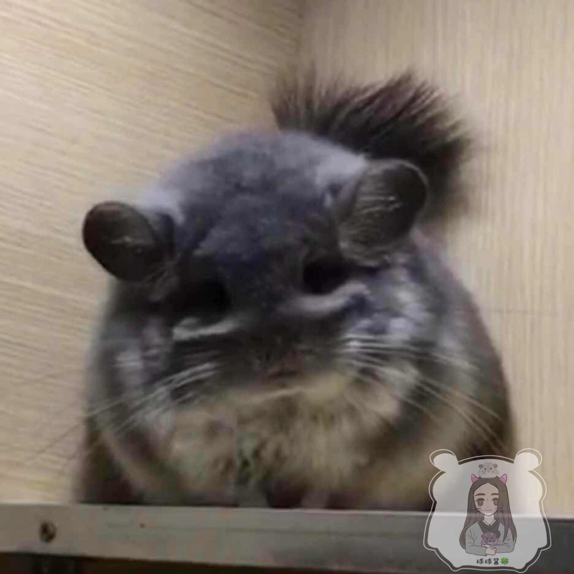 球球酱の长毛紫灰龙猫弟弟自留其他