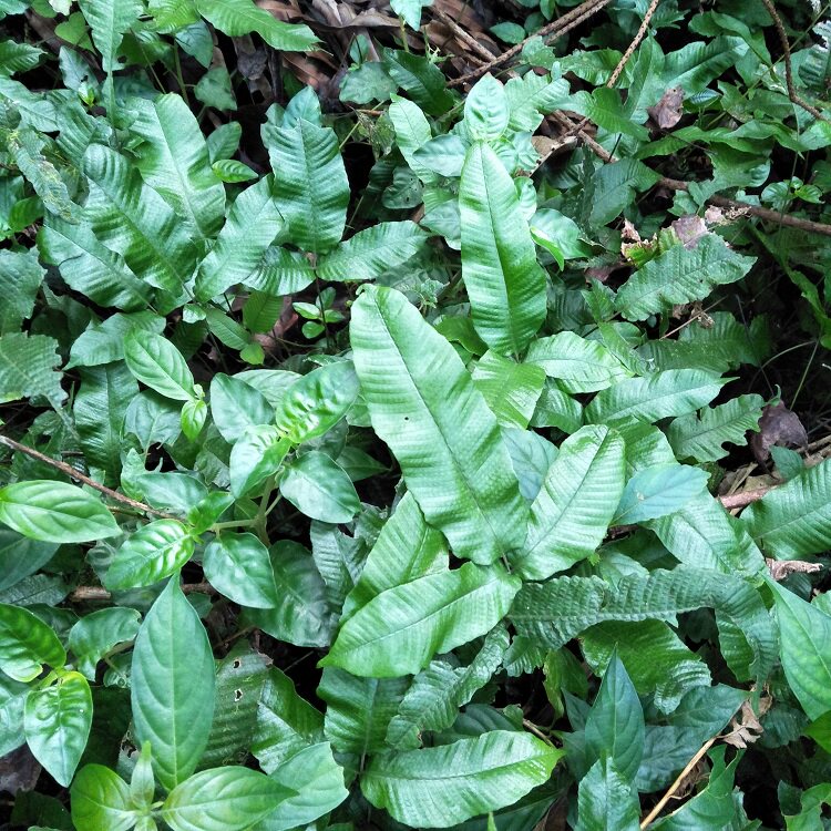 蕨蛇金星500g蹄盖蜈蚣入地退步新月新鲜三羽其他药食同源食品