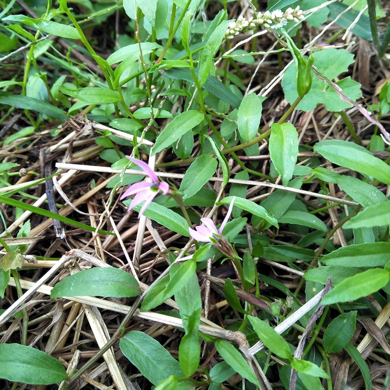 半边新鲜中草药盆栽蛇利菊细米舌草500g现采泡茶时令草本花卉