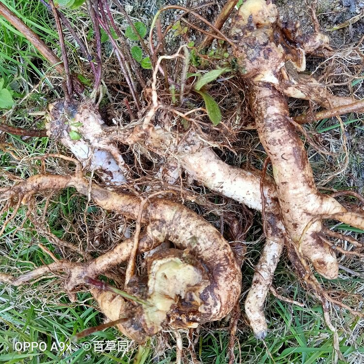 新鲜朝天罐线鸡腿葫芦大金金钟高脚红缸罐子其他药食同源食品